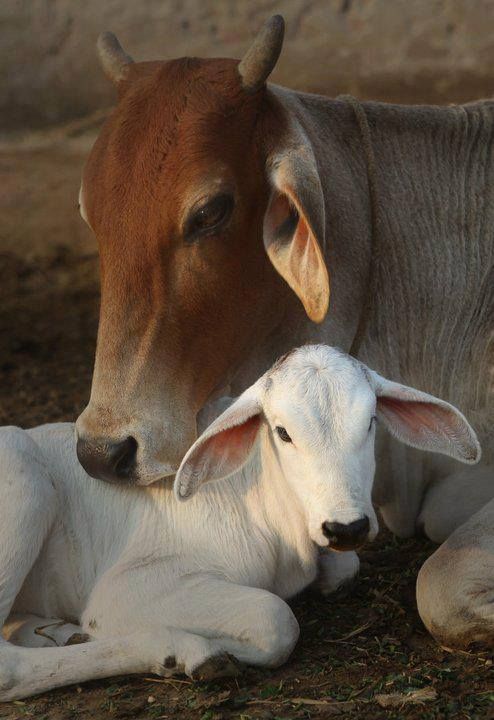 Why Calves Should Stay With Their Mothers?